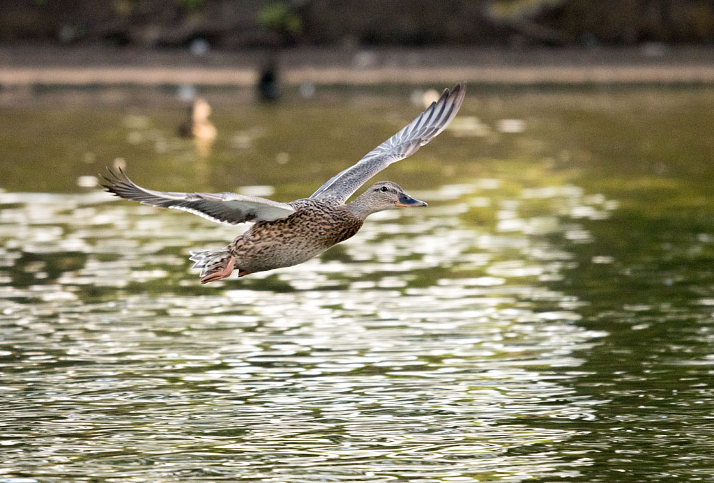 DSC_3486.jpg