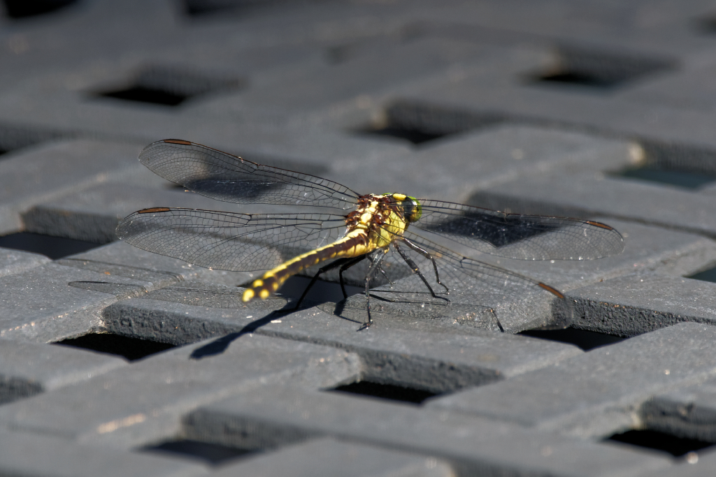 DSC_3487_DxO.jpg