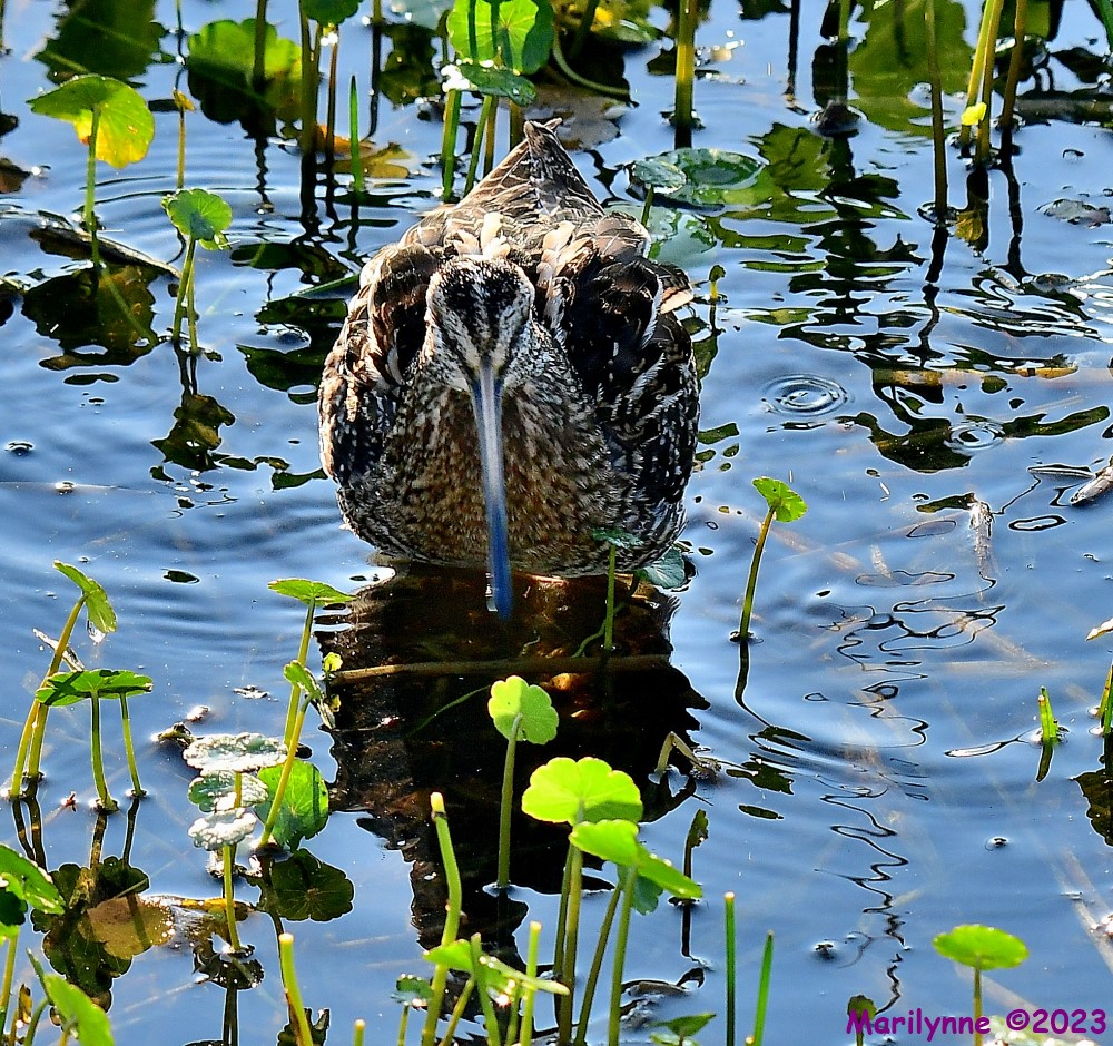 DSC_3489_001.JPG