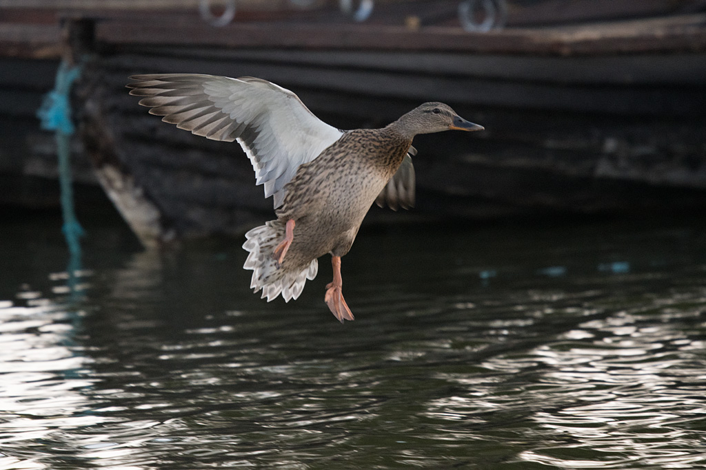 DSC_3490.jpg