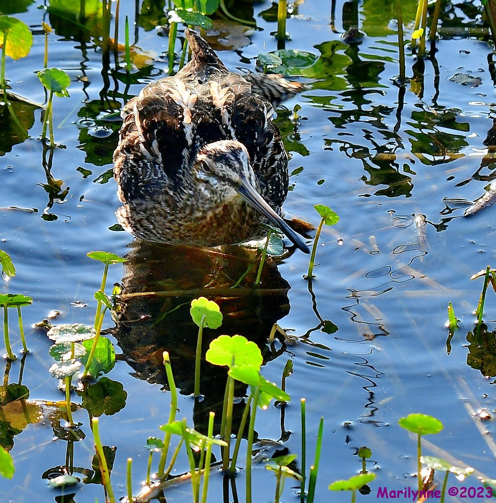 DSC_3490_001.JPG