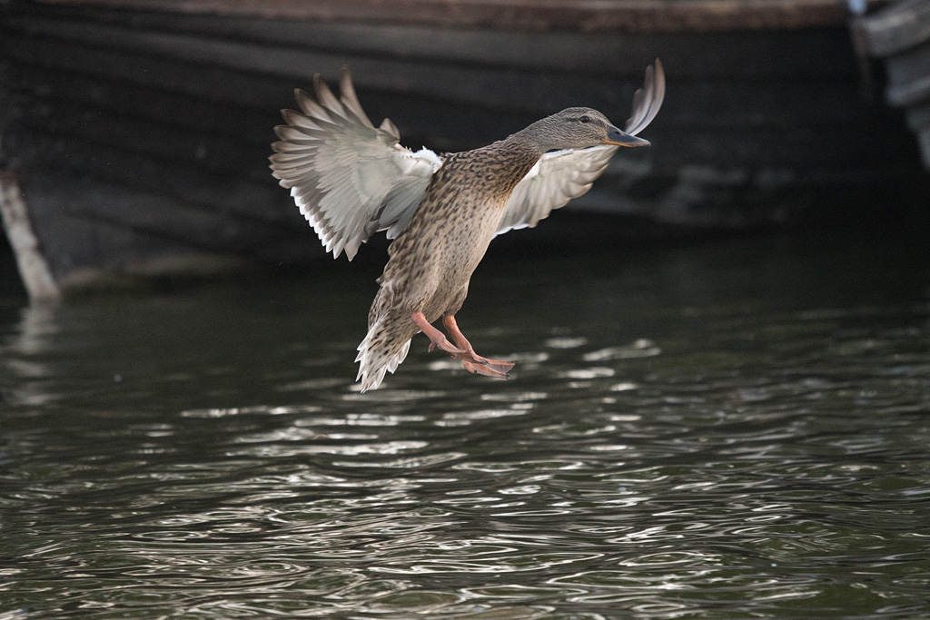 DSC_3491.jpg