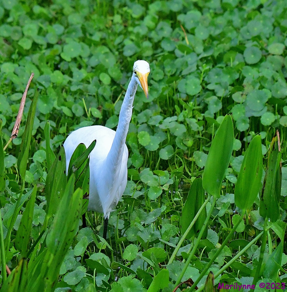 DSC_3492_001.JPG