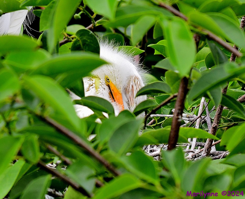 DSC_3492_001.JPG