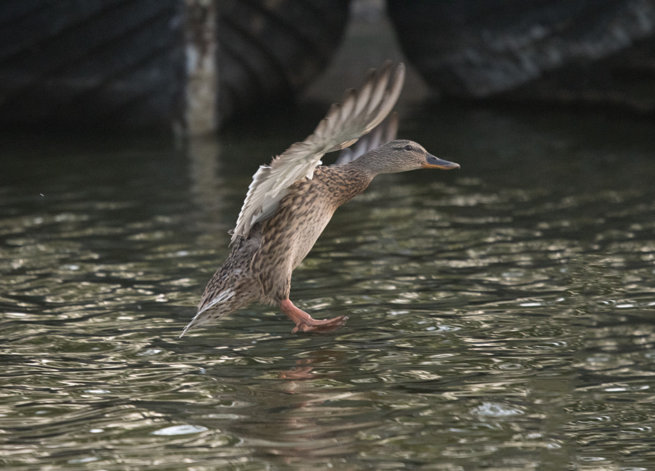 DSC_3493.jpg