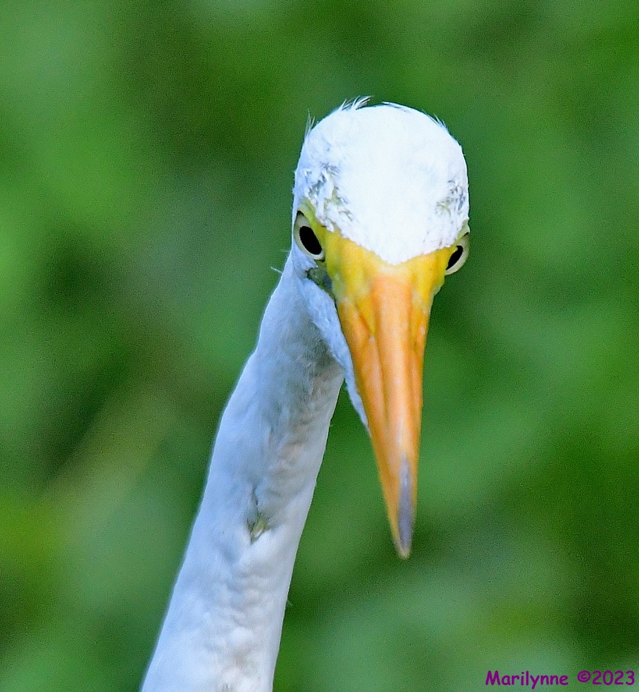 DSC_3493_001.JPG