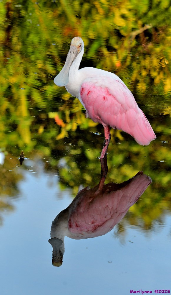 DSC_3494_stitch3_001.JPG