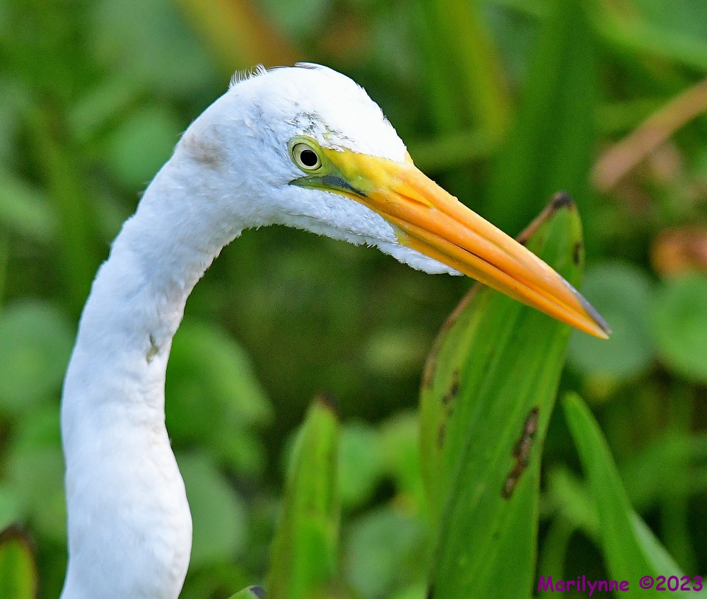 DSC_3495_001.JPG