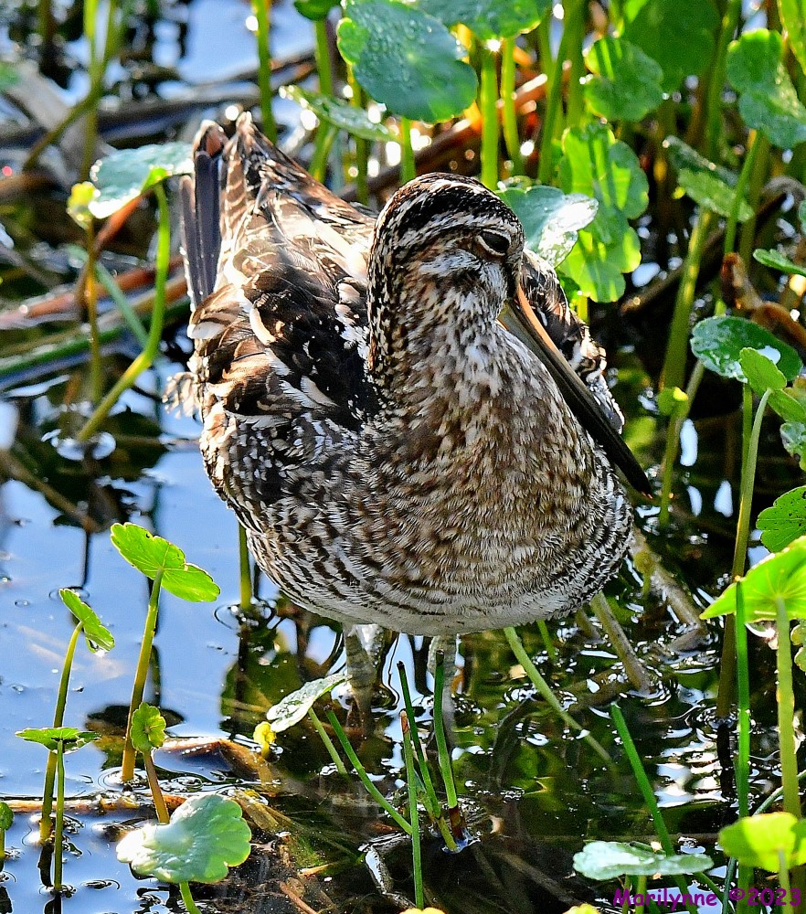 DSC_3496_001.JPG