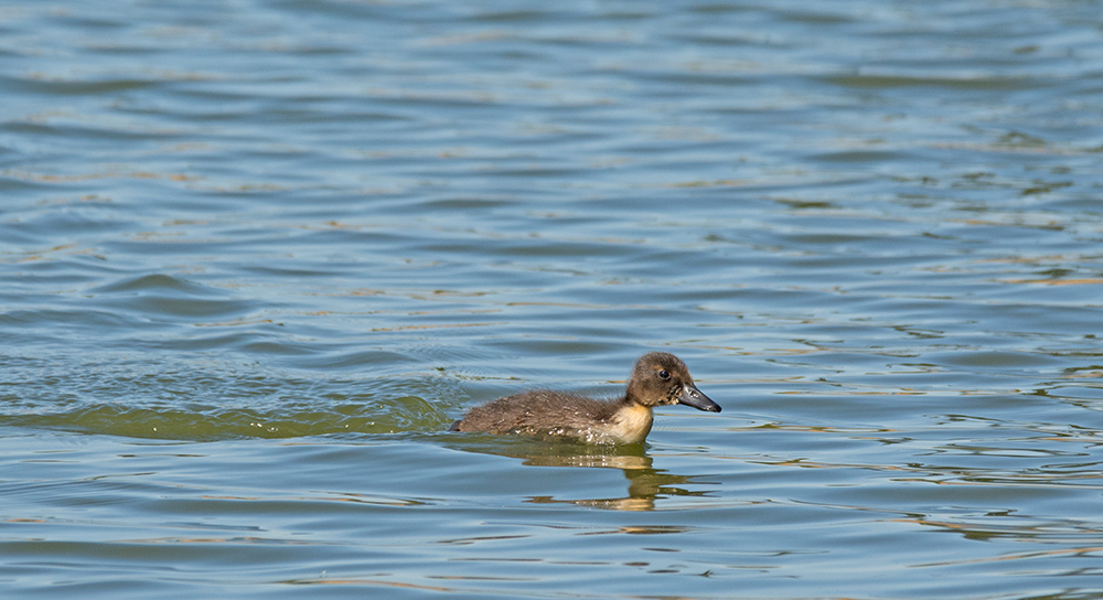 DSC_3498.jpg