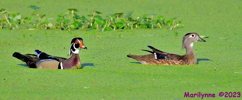 DSC_3499_001.JPG