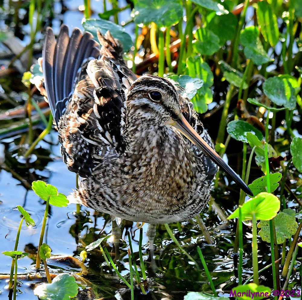 DSC_3499_001.JPG