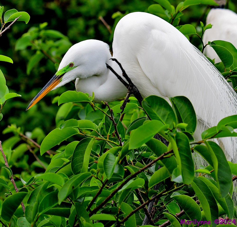 DSC_3499_001.JPG