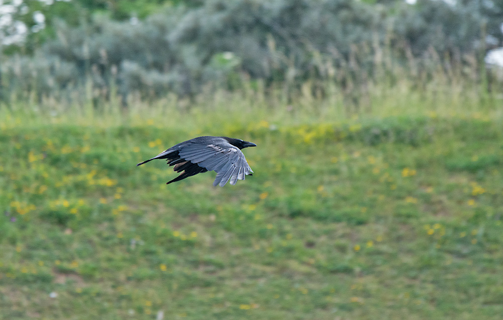 DSC_3501.jpg