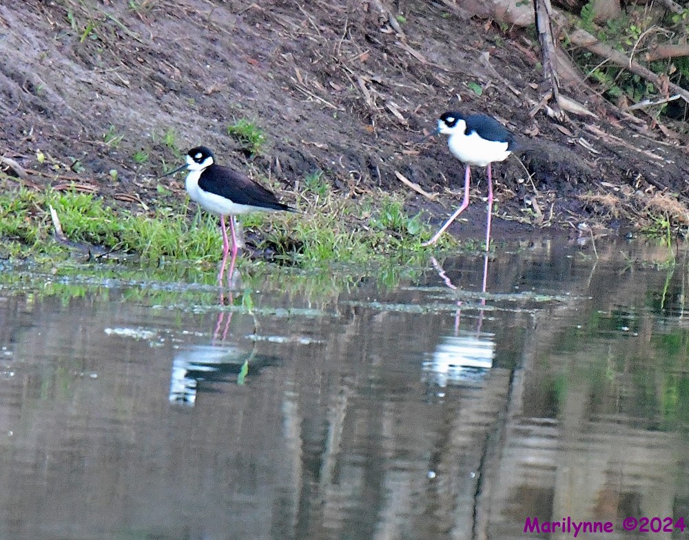 DSC_3507_001.JPG