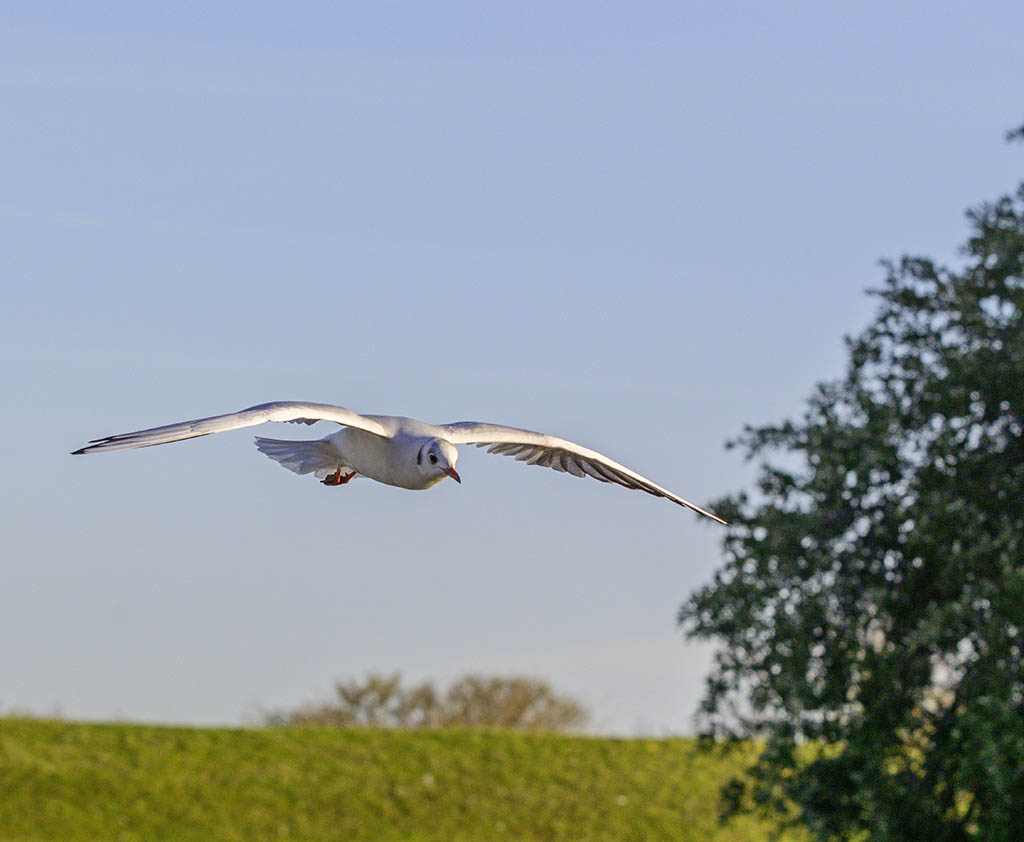 DSC_3511.jpg