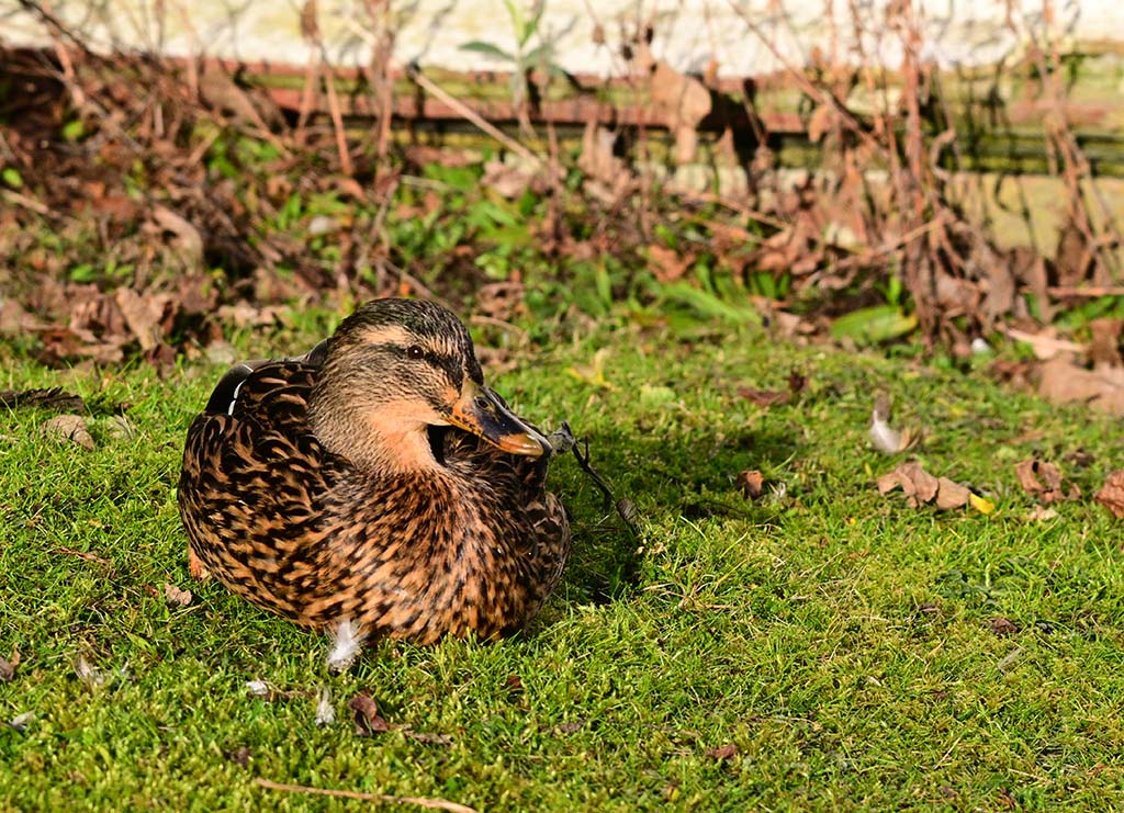 DSC_3515.jpg
