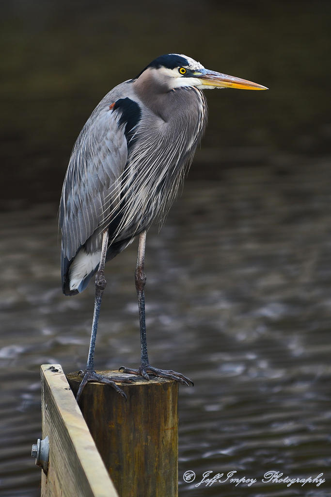 DSC_3517.jpg