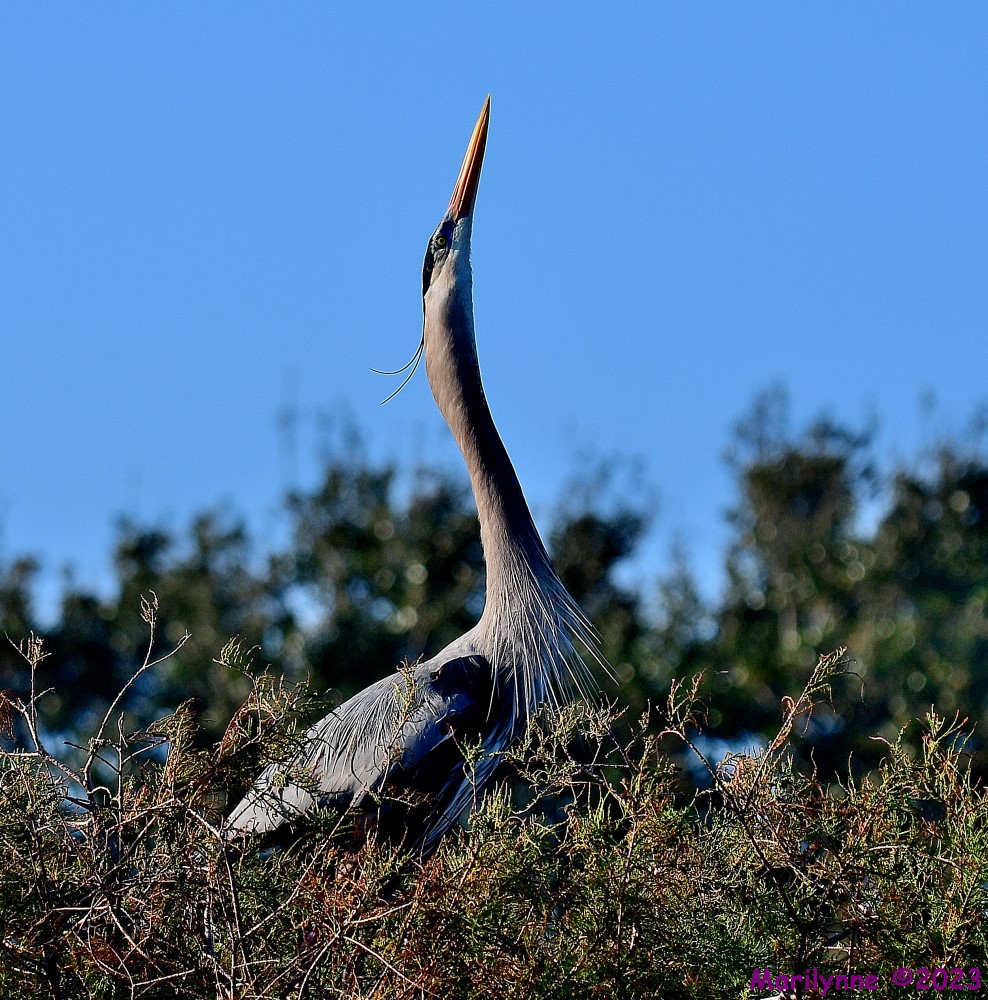 DSC_3518_001.JPG
