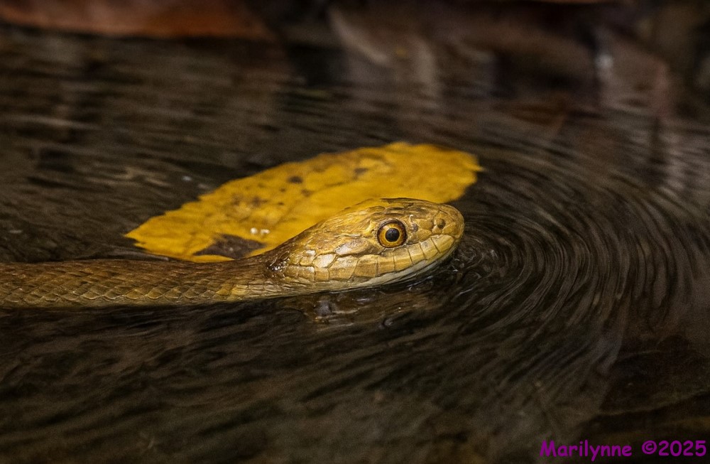 DSC_3519 copy_001.JPG