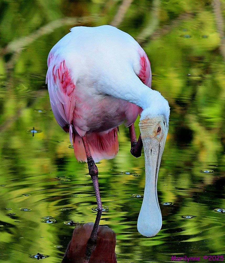 DSC_3519_001.JPG