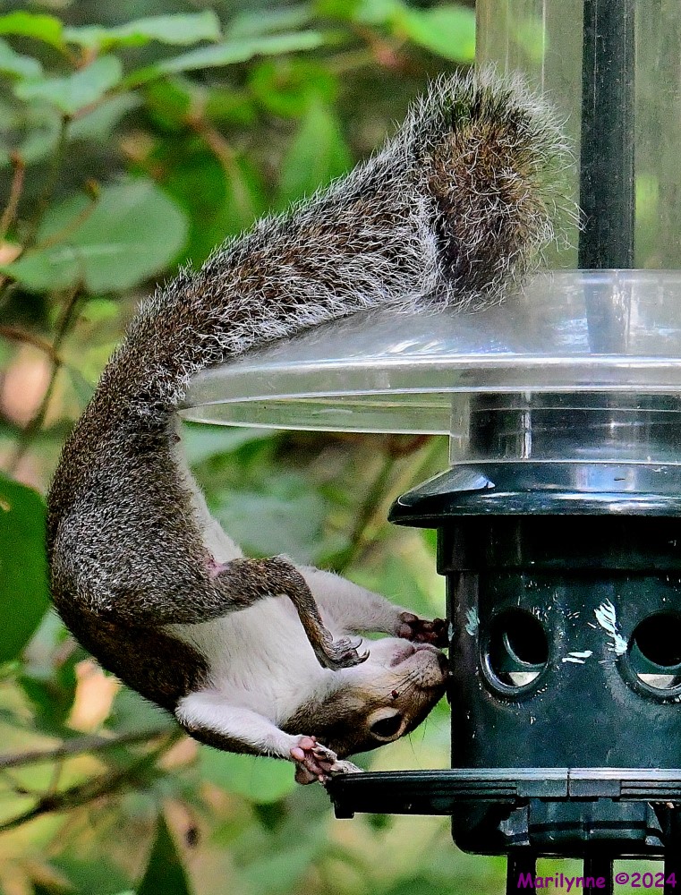 DSC_3520_001.JPG