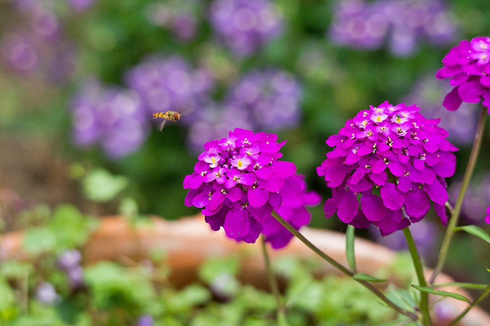 DSC_3521.jpg