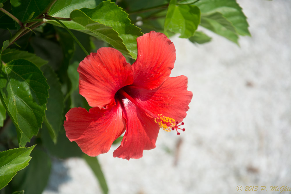 DSC_3521.jpg