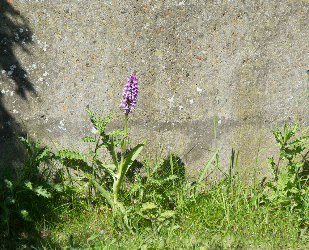 DSC_3521.jpg