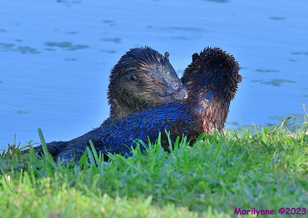 DSC_3523_001.JPG