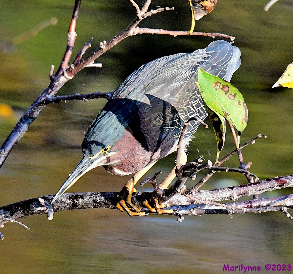DSC_3526_001.JPG