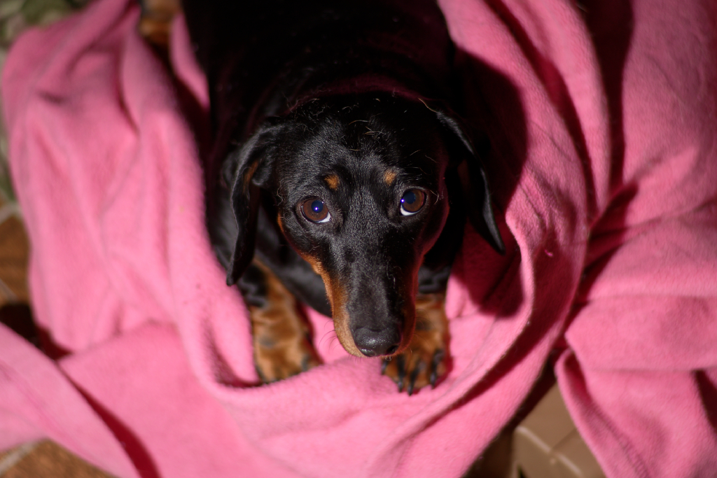 DSC_3526_DxO.jpg