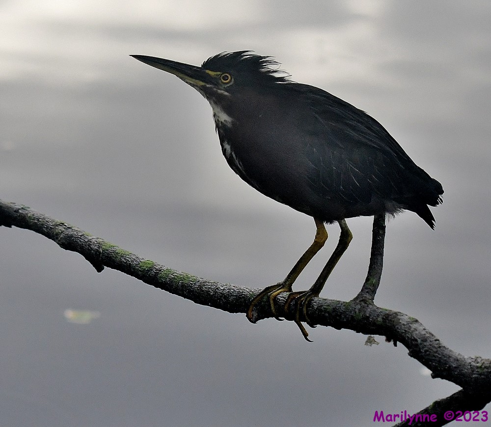 DSC_3527_001.JPG