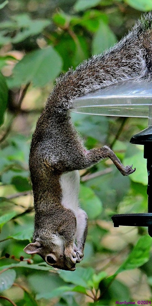 DSC_3527_001.JPG