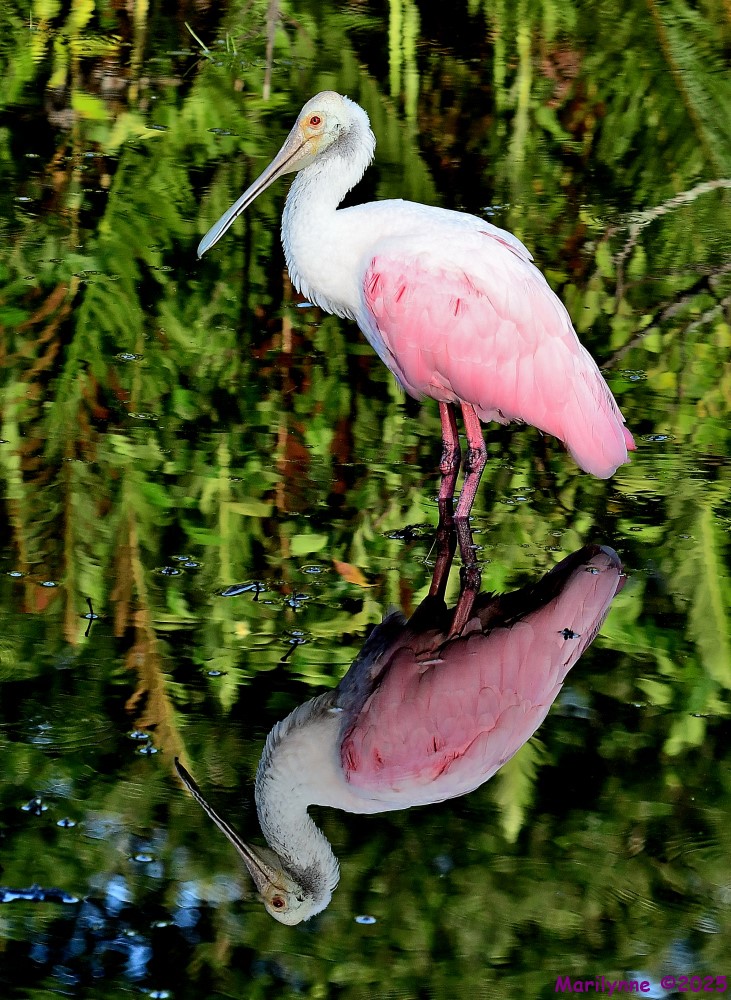 DSC_3527_001.JPG
