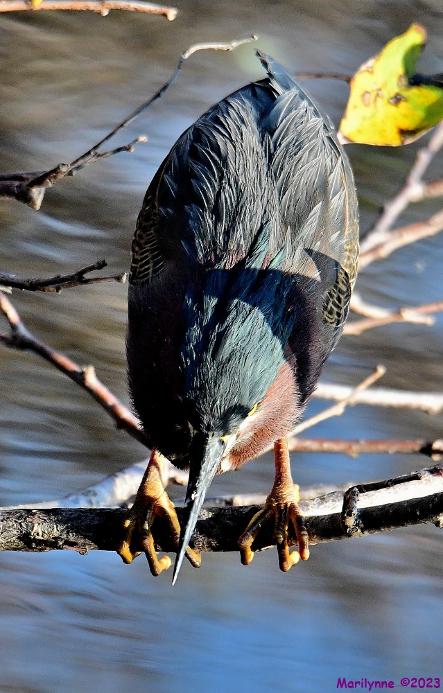 DSC_3528_001.JPG