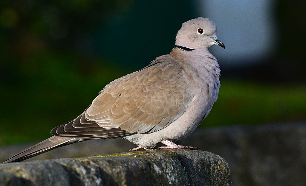 DSC_3529.jpg