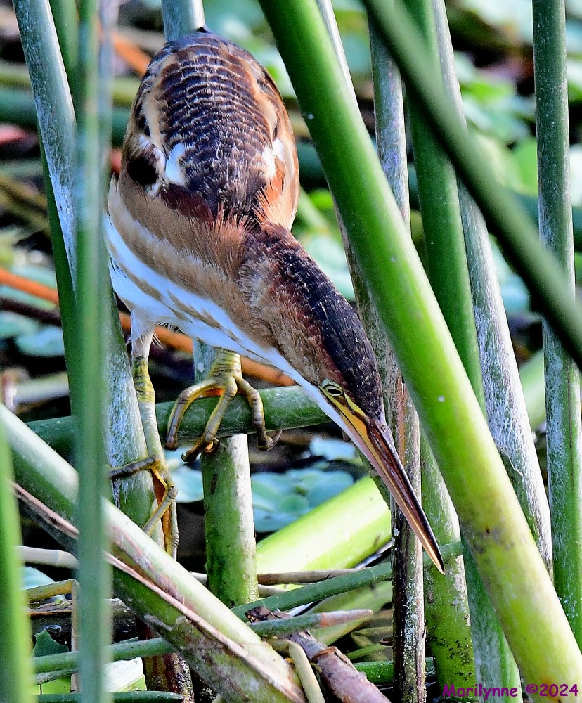 DSC_3529_001.JPG