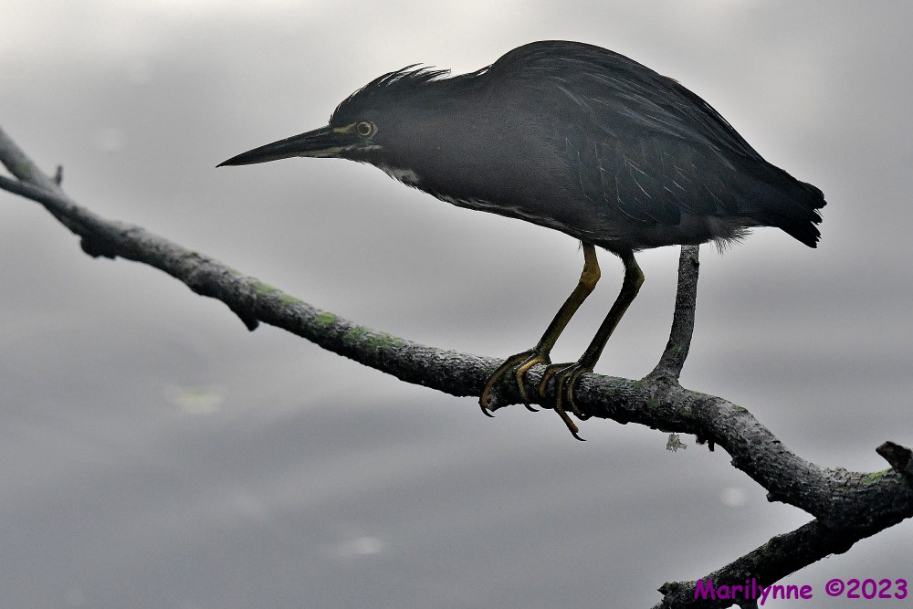 DSC_3530_001.JPG