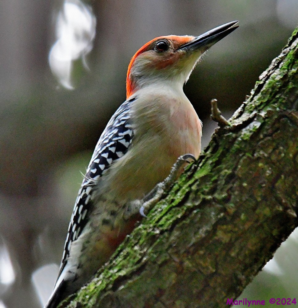 DSC_3530_001.JPG
