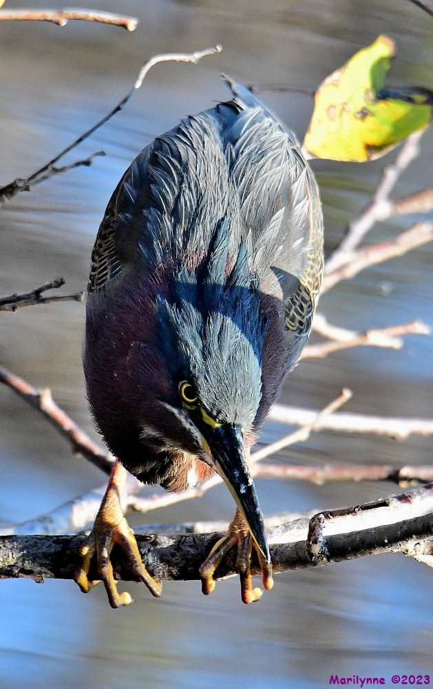 DSC_3531_001.JPG