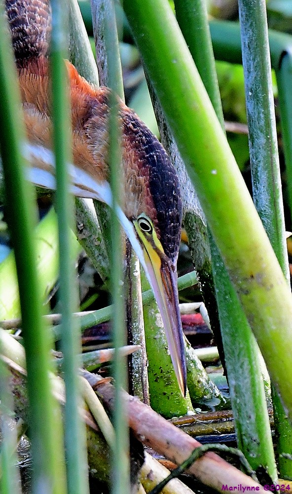 DSC_3531_001.JPG