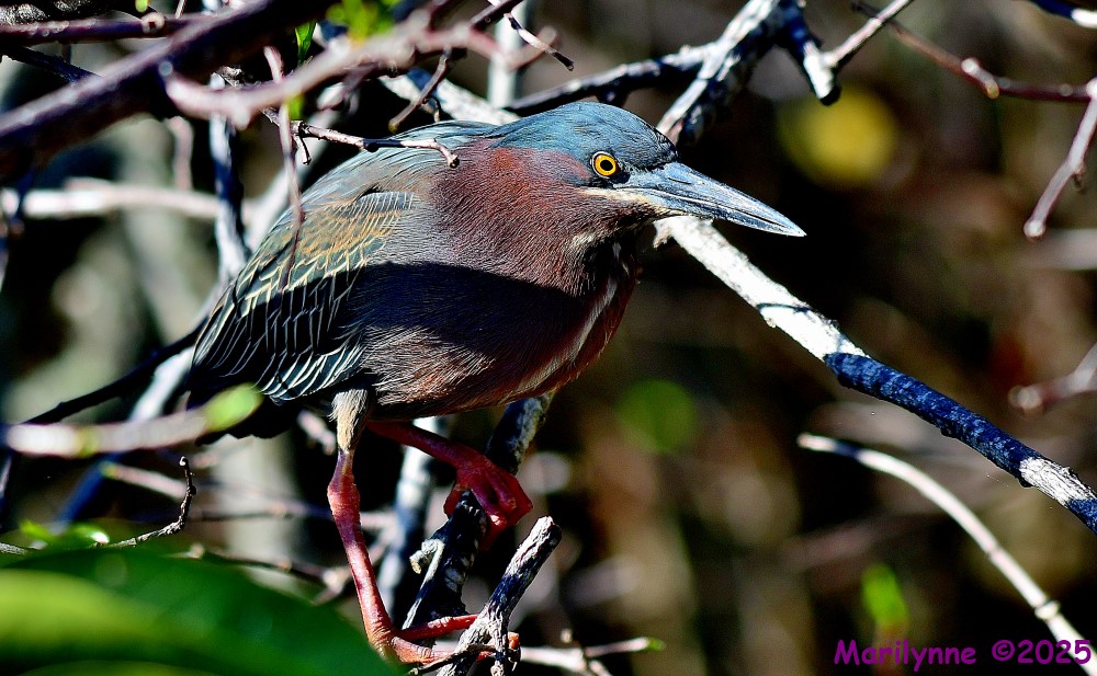 DSC_3531_001.JPG