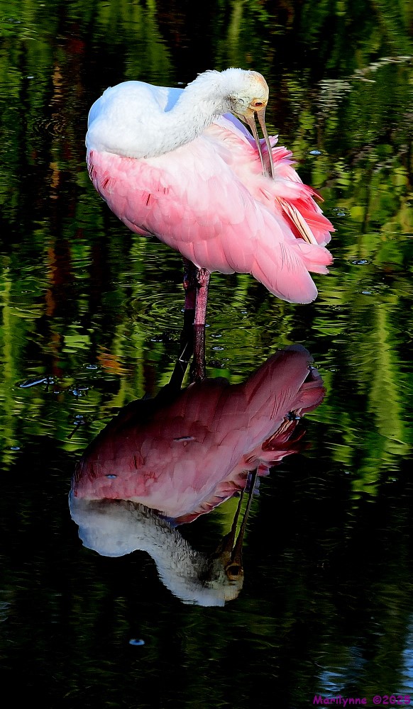 DSC_3531_001.JPG