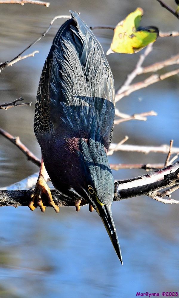 DSC_3534_001.JPG