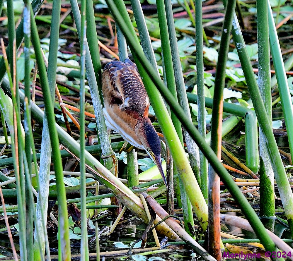 DSC_3535_001.JPG