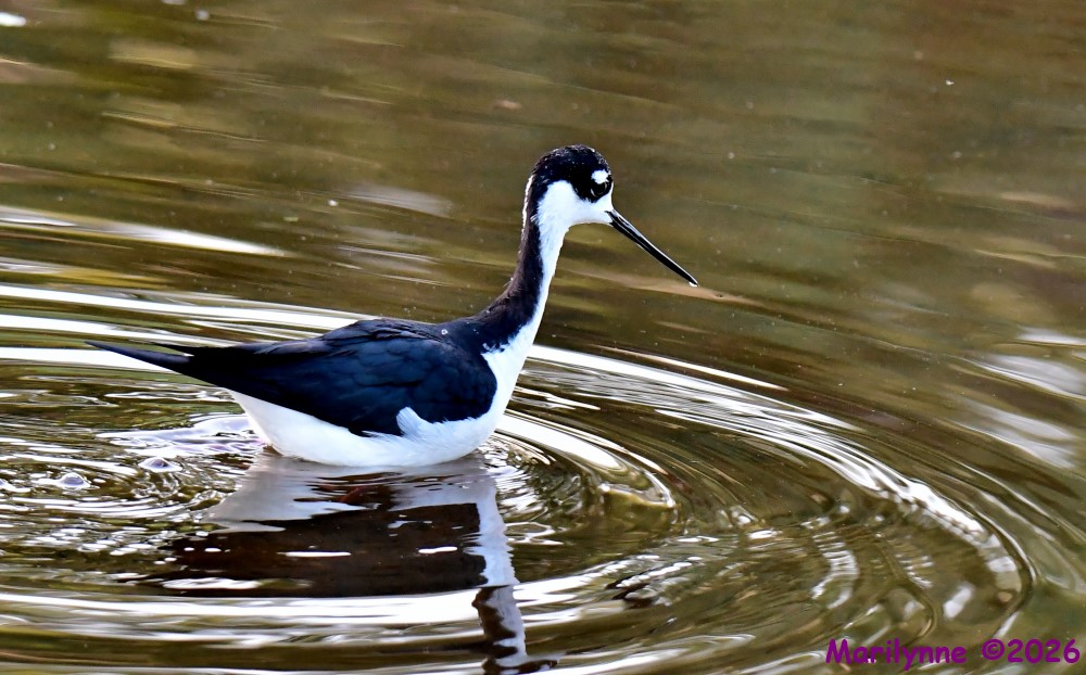 DSC_3535_001.JPG