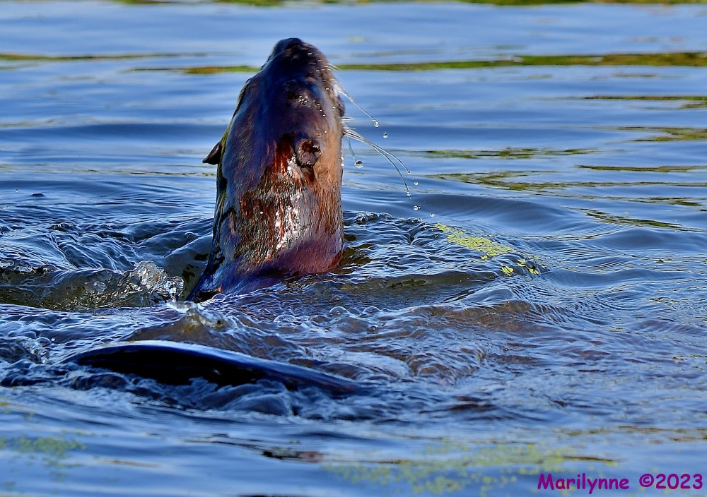 DSC_3538_001.JPG