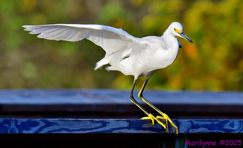 DSC_3538_001.JPG