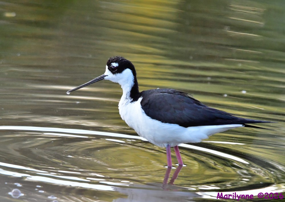 DSC_3539_001.JPG